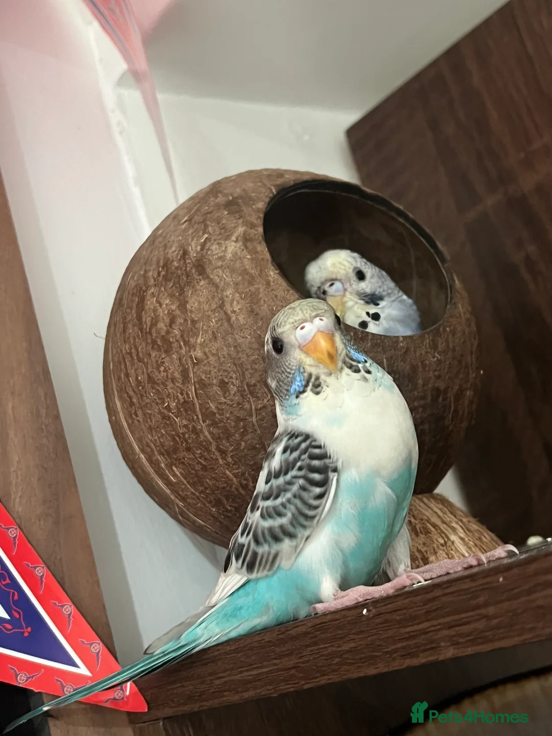 Canaries birds for sale: Female and male canaries - Advert 2