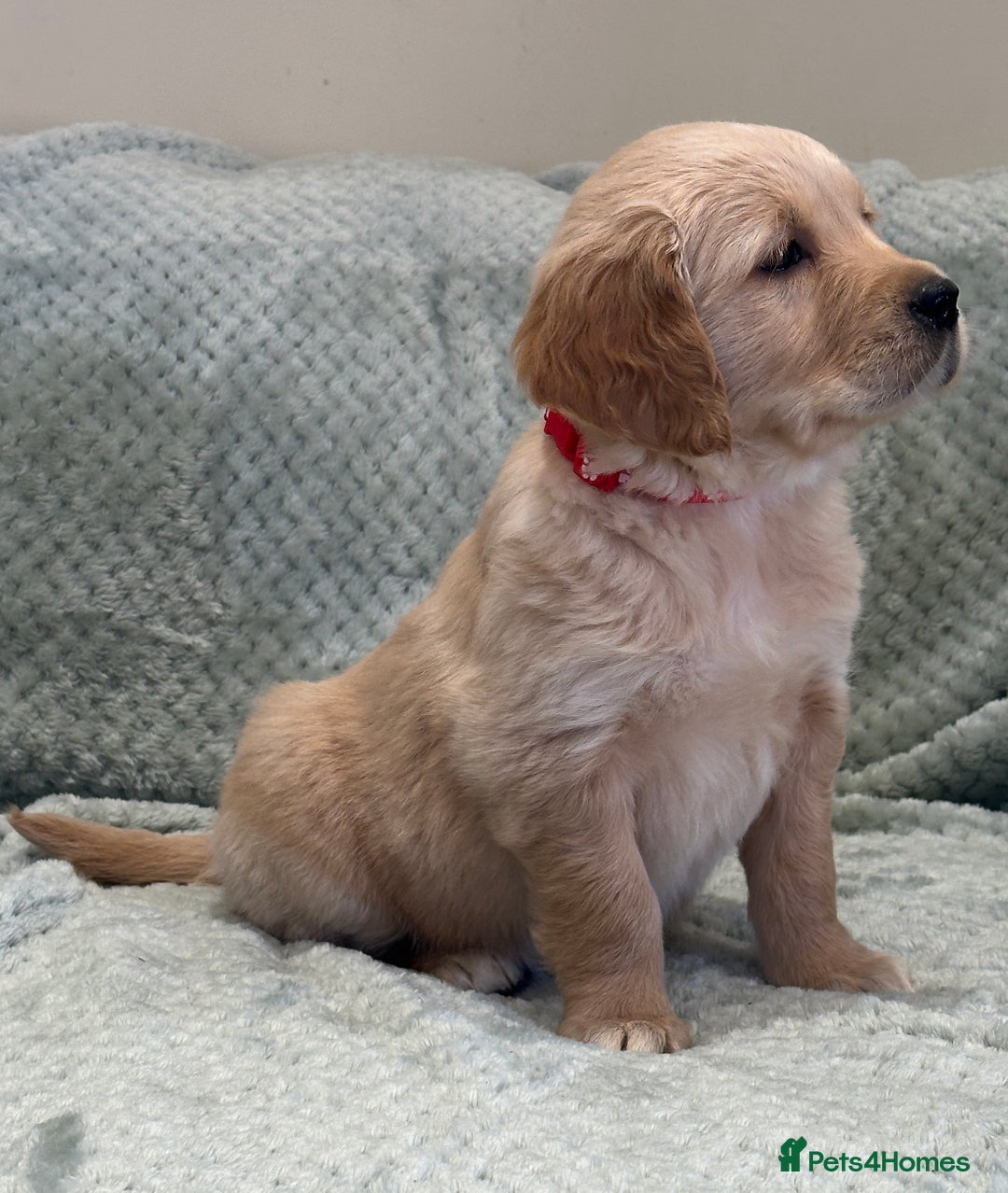 Golden Retriever dogs for sale: Quality litter of KC reg Golden Retriever Puppies  - Advert 20