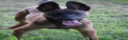Belgian Shepherd Dog dogs for sale: Pups from world champion CHANCE - Advert 13