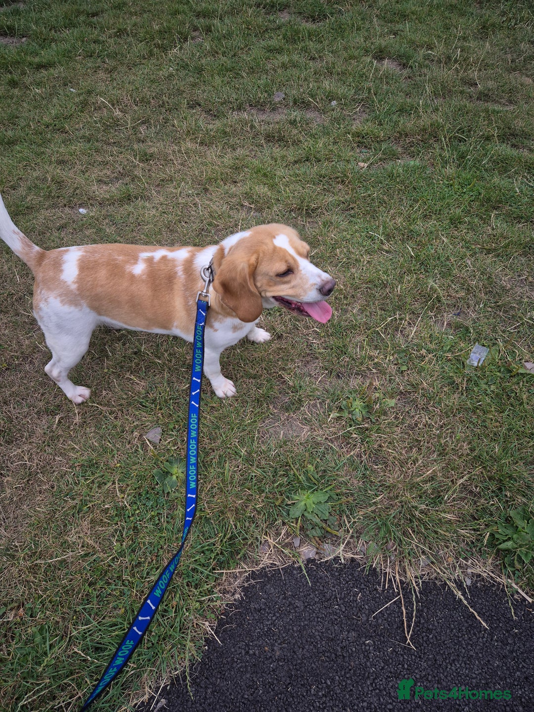 Beagle dogs for sale: 4 year old female beagle - Image 3