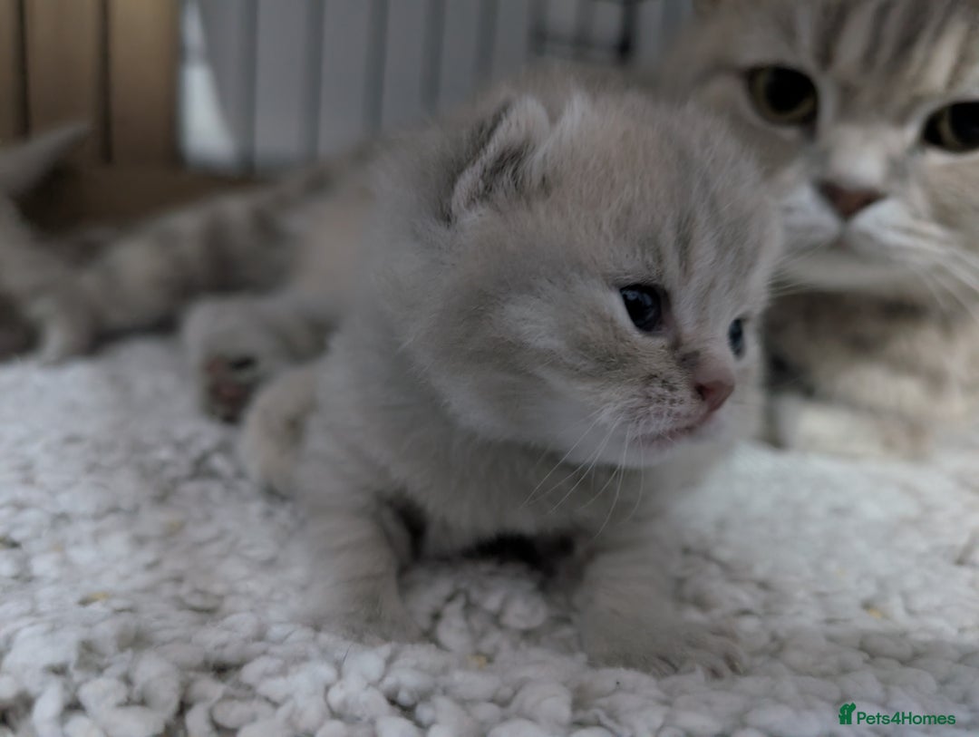 British Shorthair cats for sale: British Shorthair Kittens GCCF Pedigree Registered - Advert 6
