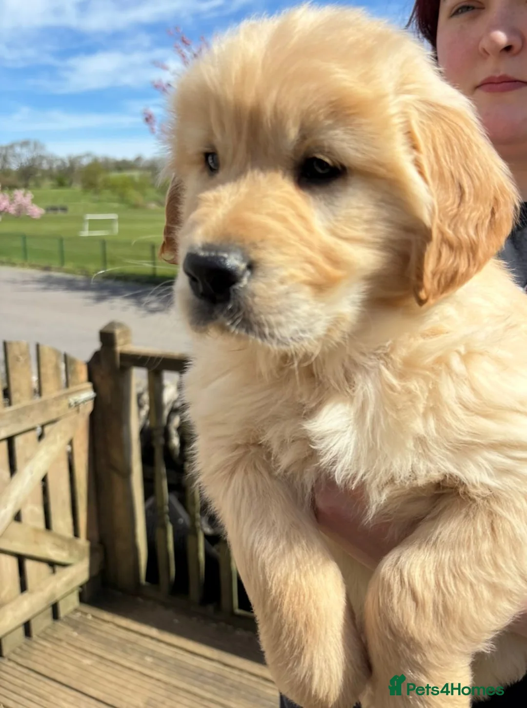 Golden Retriever dogs for sale: Stunning Golden Retriever Puppies For Sale  - Advert 2