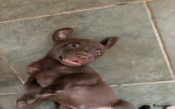 Labrador Retriever dogs for sale: Lovely unexpected litter of Labs - Image 10