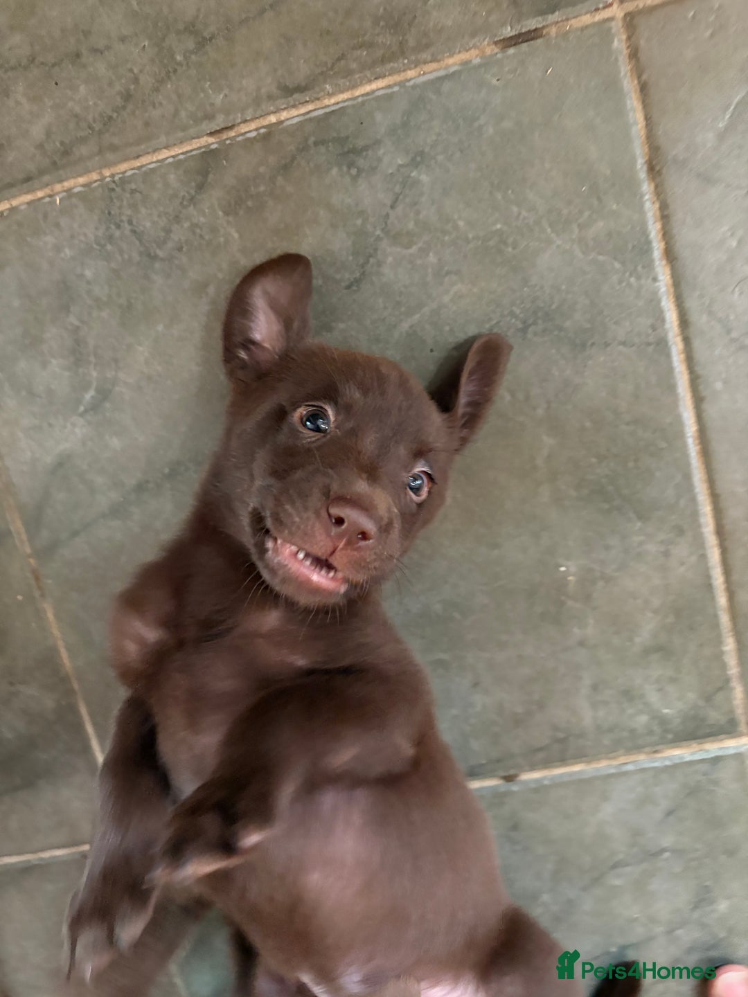 Labrador Retriever dogs for sale: Lovely unexpected litter of Labs - Image 10