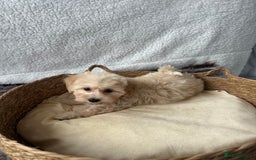Maltipoo dogs for sale: F1 Toy Maltipoo puppys   - Image 11
