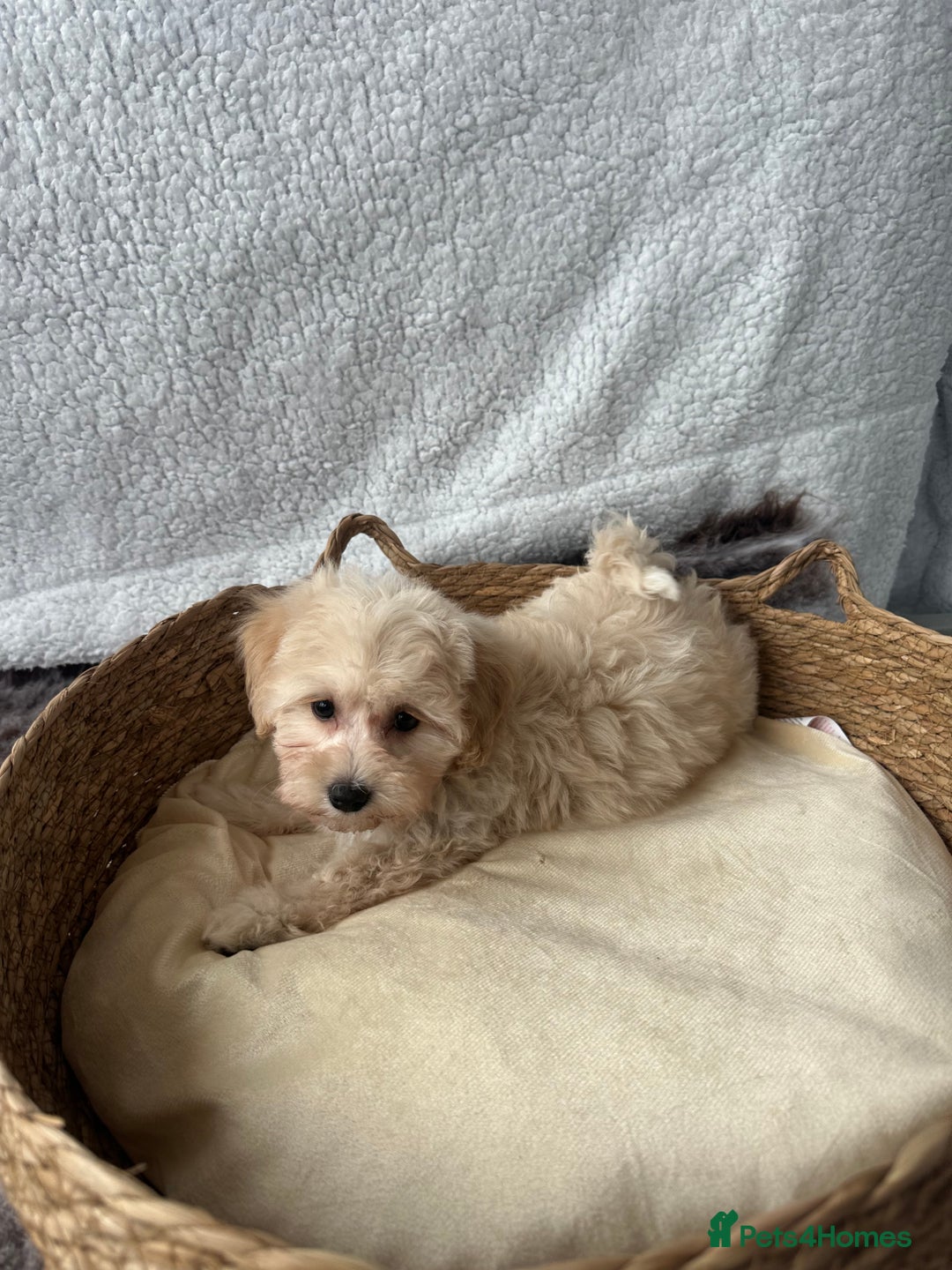 Maltipoo dogs for sale: F1 Toy Maltipoo puppys   - Image 11