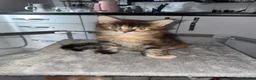 Maine Coon cats for sale: Rare Red Silver Maine Coon Kittens Available  - Advert 27