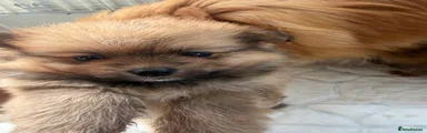 Pomeranian 3
