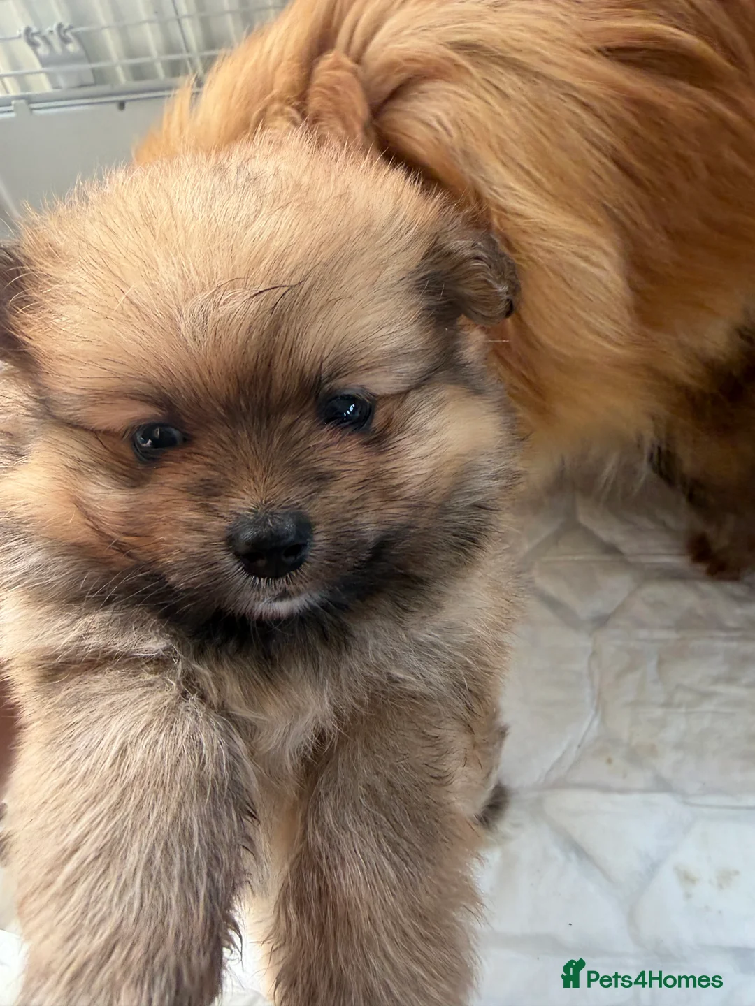 Pomeranian dogs for sale: Pomeranian puppy’s  - Advert 2