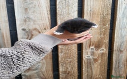Mixed Breed cats for sale: Black and white farm bred kittens  - Image 5