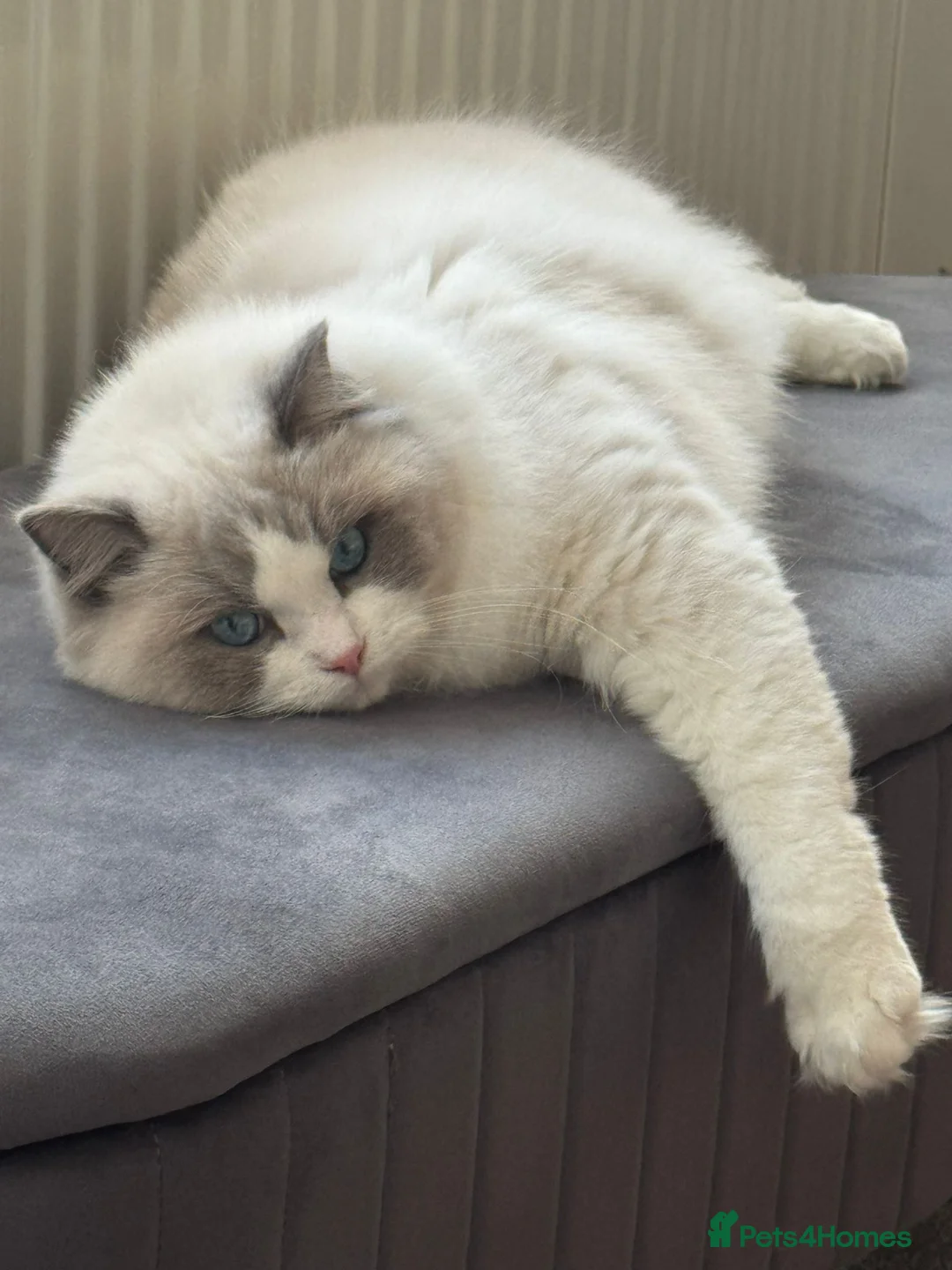 Ragdoll cats for sale: Bi colour boy (European) - Advert 1