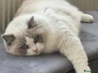 Ragdoll cats Bi colour boy (European) - Advert 1