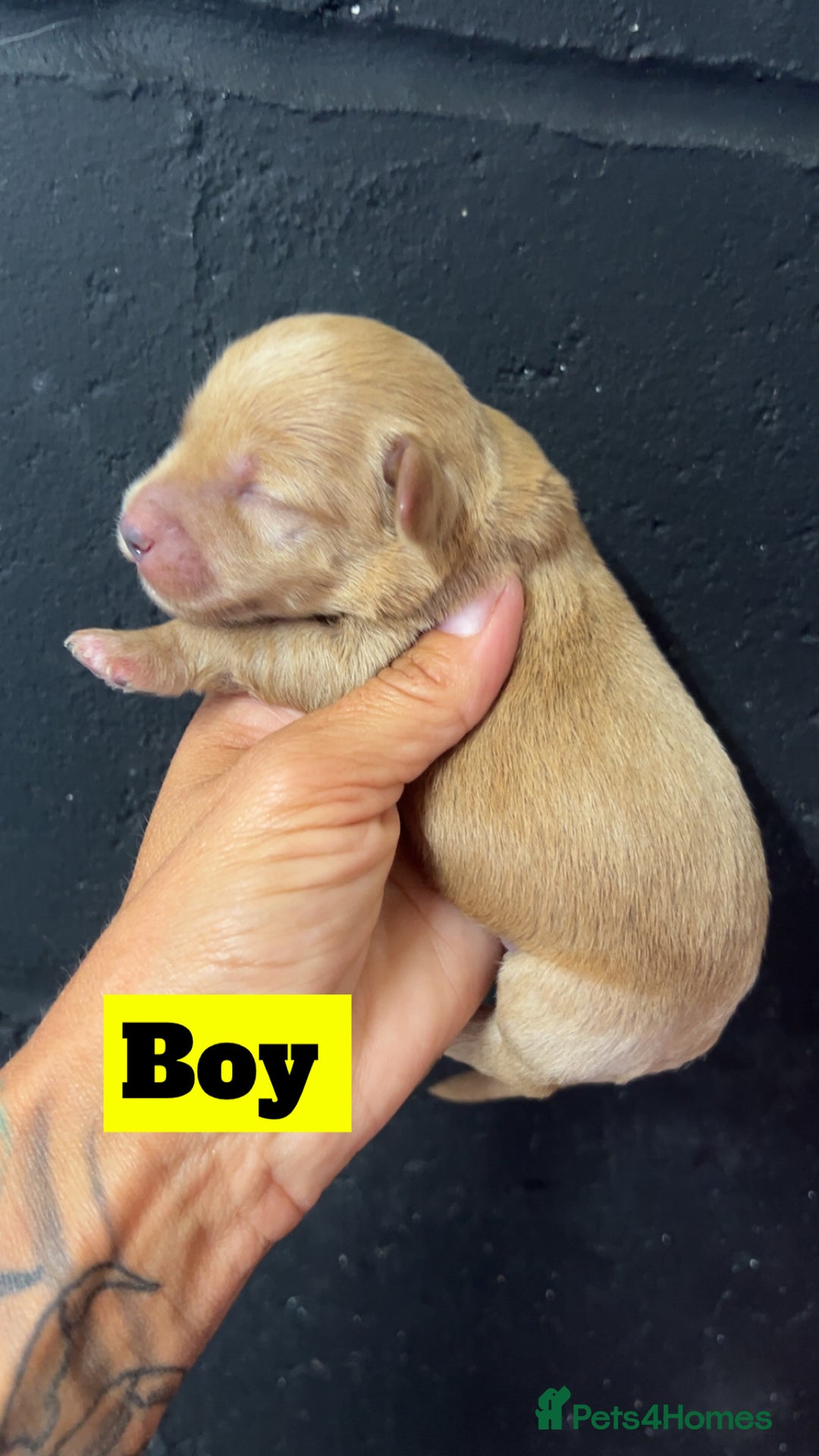 Mixed Breed dogs for sale: Miniature schnoodle pups  - Image 9