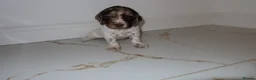 Cocker Spaniel dogs for sale: Working cocker spaniel puppies  - Advert 28