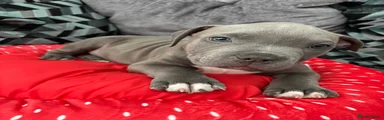 American Bully purple colar