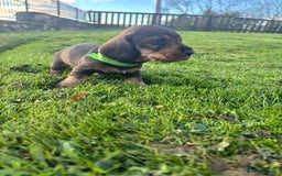 Dachshund dogs for sale: WHD - Wirehaired Dachshund (Teckle) Pups - Image 30