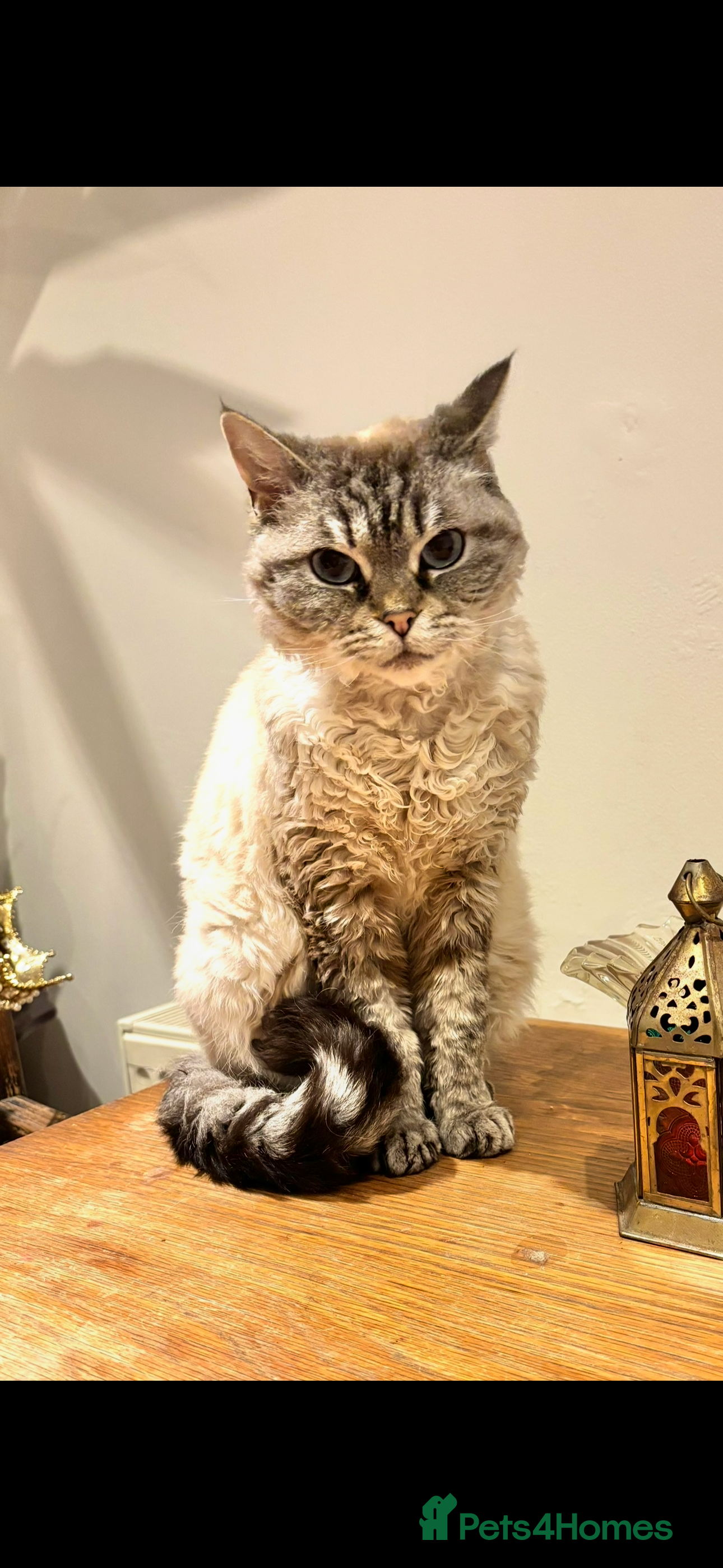 Selkirk Rex cats Free to a VERY good home, beautiful Dolly - Advert 2