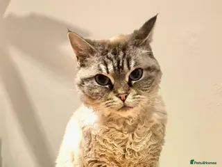 Selkirk Rex cats Free to a VERY good home, beautiful Dolly - Advert 2