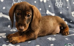 Dachshund dogs for sale: Stunning KC Registered Dachshund Puppies in Cheadle - Image 18