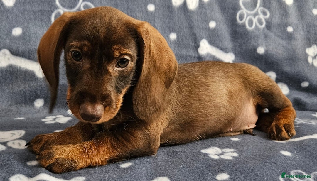 Dachshund dogs for sale: Stunning KC Registered Dachshund Puppies in Cheadle - Image 18