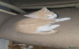 Mixed Breed cats for sale: Beautiful Kittens  - Image 8
