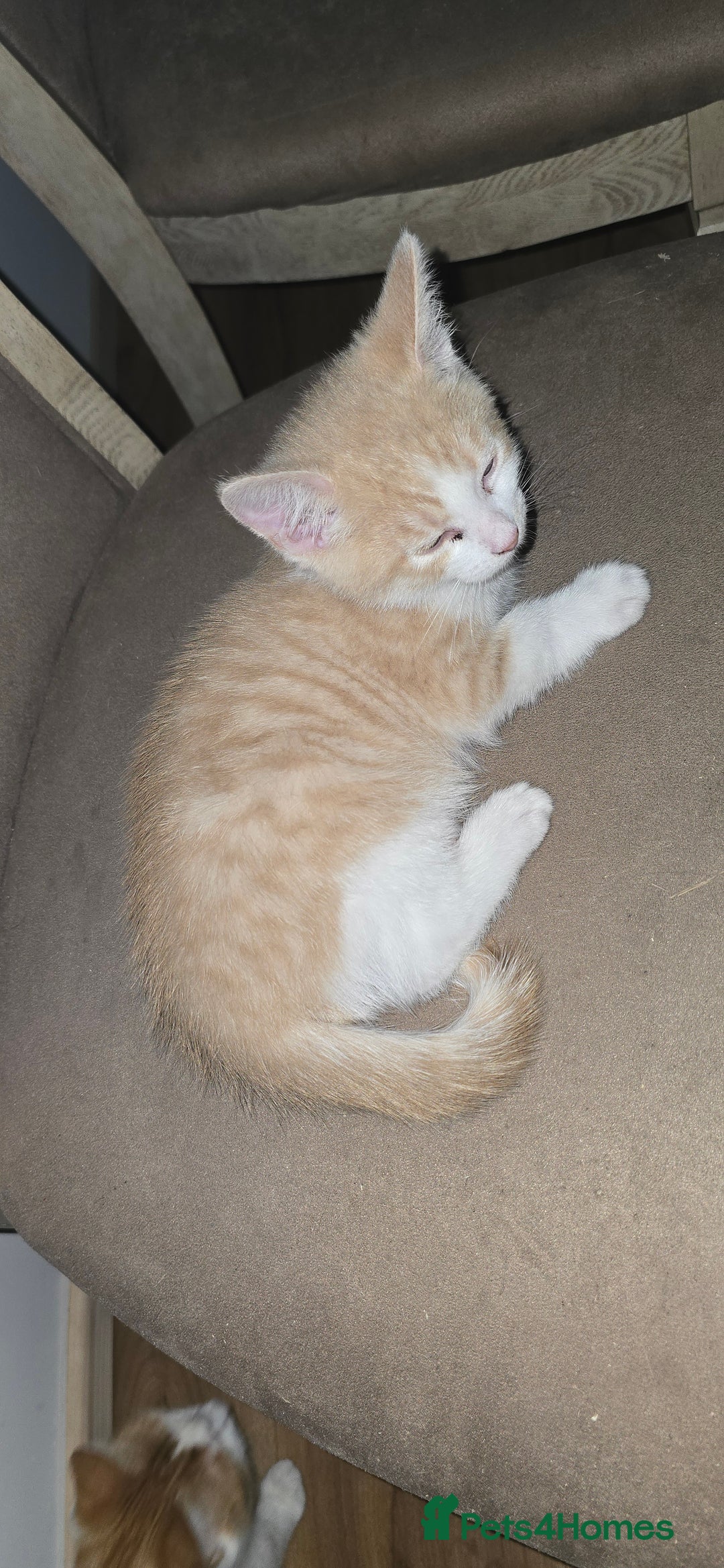 Mixed Breed cats for sale: Beautiful Kittens  - Image 8