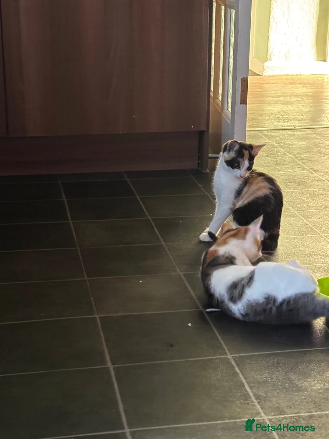 Mixed Breed cats for sale: 🐾 Beautiful young calico girl looking for a home - Advert 2
