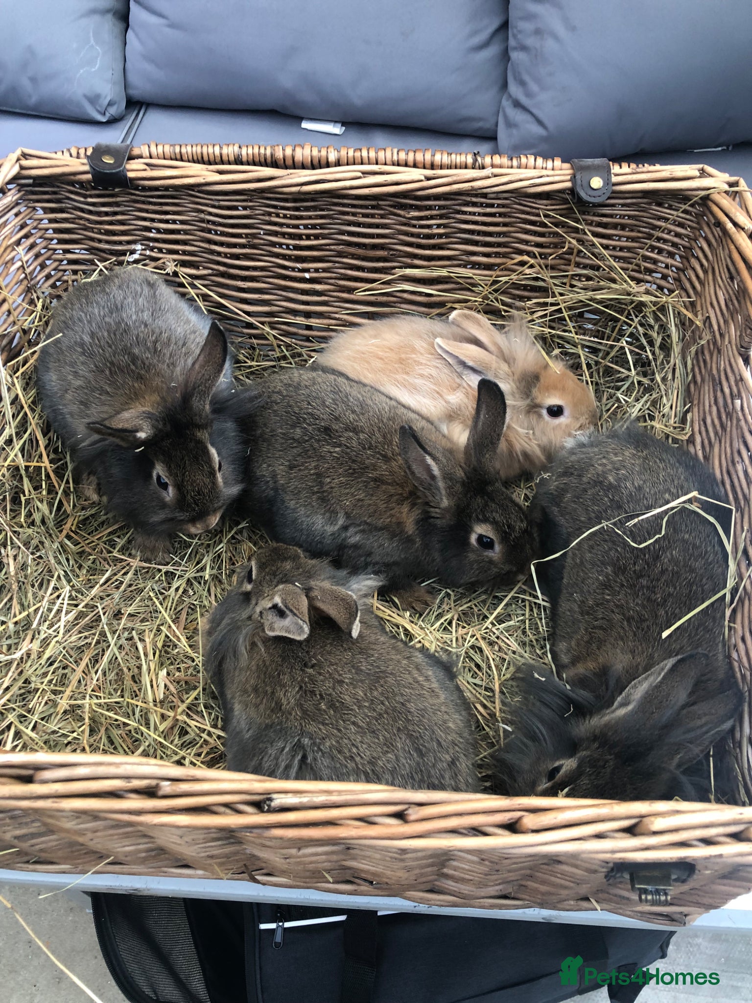 Lionhead rabbits Gorgeous fluffy Lionhead babies ready now - Advert 2