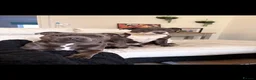 Staffordshire Bull Terrier dogs for sale: STAFFORDSHIRE BULL TERRIER PUPPIES 🐶❤️ in Morpeth - Advert 26