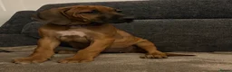 Rhodesian Ridgeback dogs for sale: Rhodesian Ridgeback puppies, health tested kc reg - Advert 10