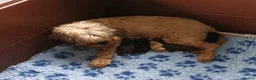 Cockapoo dogs for sale: STUNNING F1b COCKAPOO FROM 5* LICENCED BREEDER - Advert 1