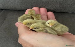Quail poultry for sale: Beautiful Button Quail Chicks (CPQ, King) - Image 1
