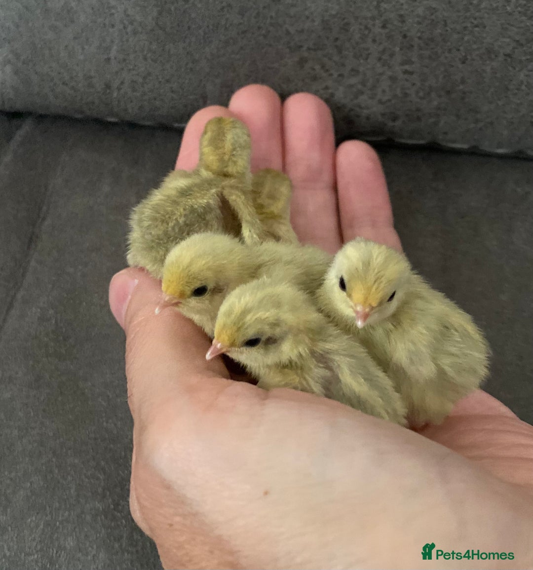 Quail poultry for sale: Beautiful Button Quail Chicks (CPQ, King) - Image 1