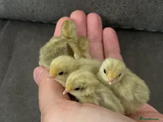 Quail poultry Beautiful Button Quail Chicks (CPQ, King) & EGGS - Advert 2