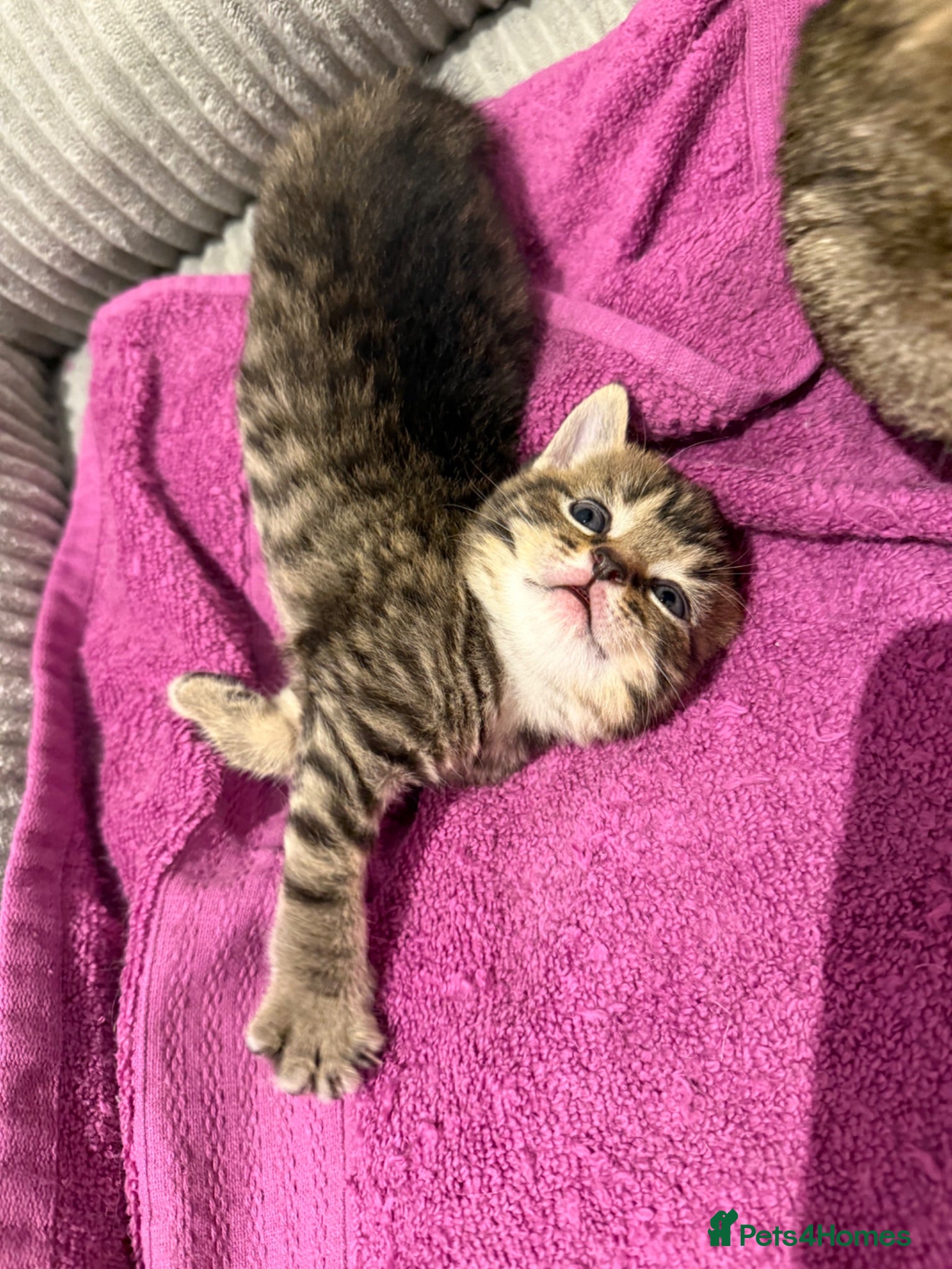 British Shorthair cats British shorthair Kittens - Advert 2