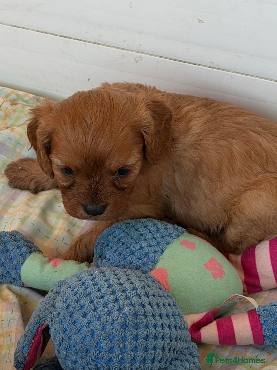 Cavapoo dogs for sale: Stunning cavapoo puppies ready 9th January  - Advert 25