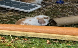Mini Lop rabbits for sale: Mini lop for sale - Image 5