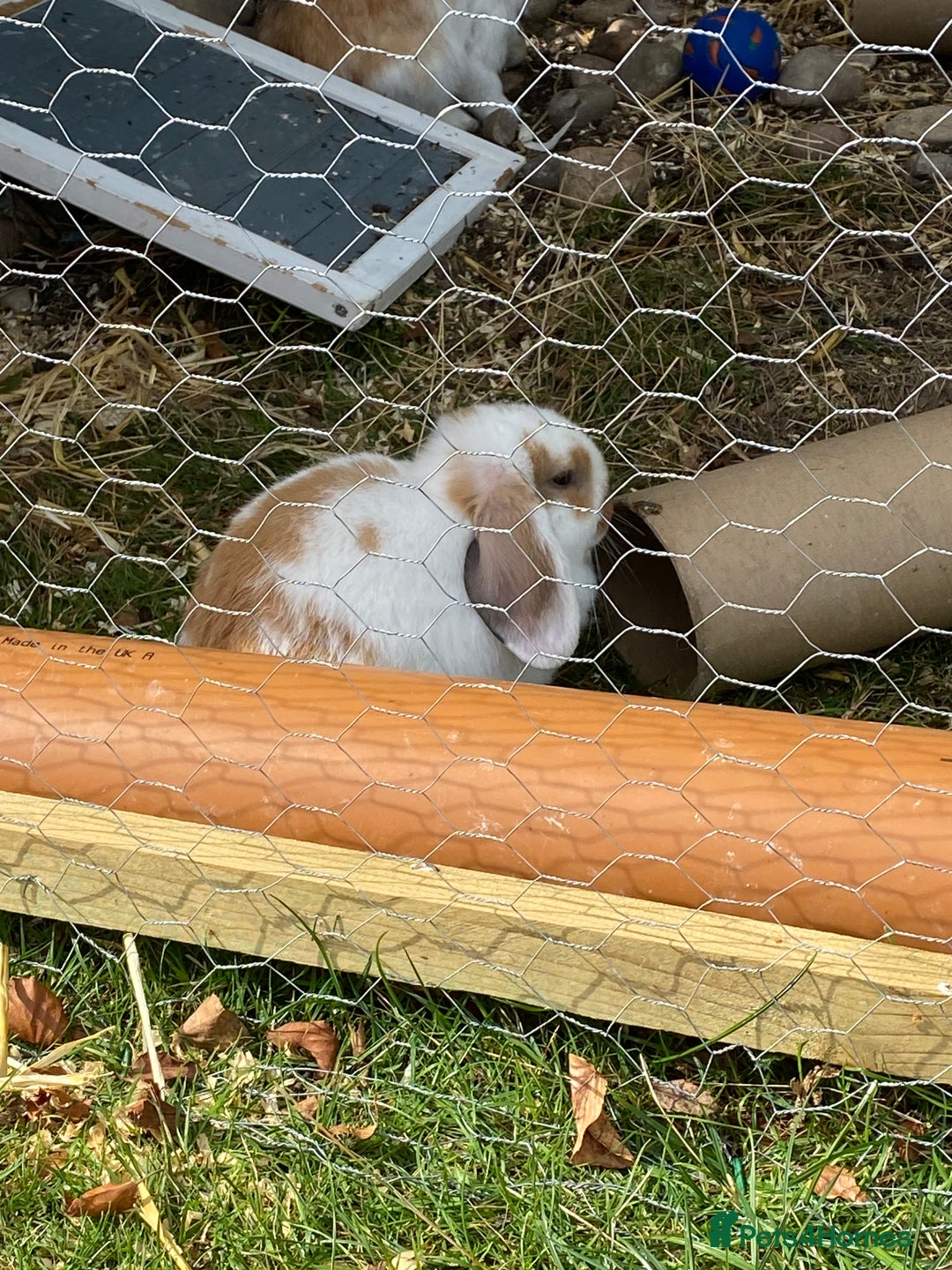 Mini Lop rabbits for sale: Mini lop for sale - Image 5