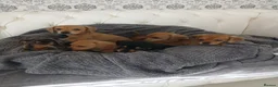Chiweenie dogs for sale: Stunning chiweenies ready - Advert 15