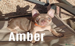 French Bulldog dogs for sale: French bulldog bitches - Image 2