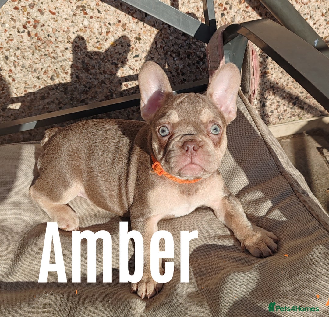 French Bulldog dogs for sale: French bulldog bitches - Image 2