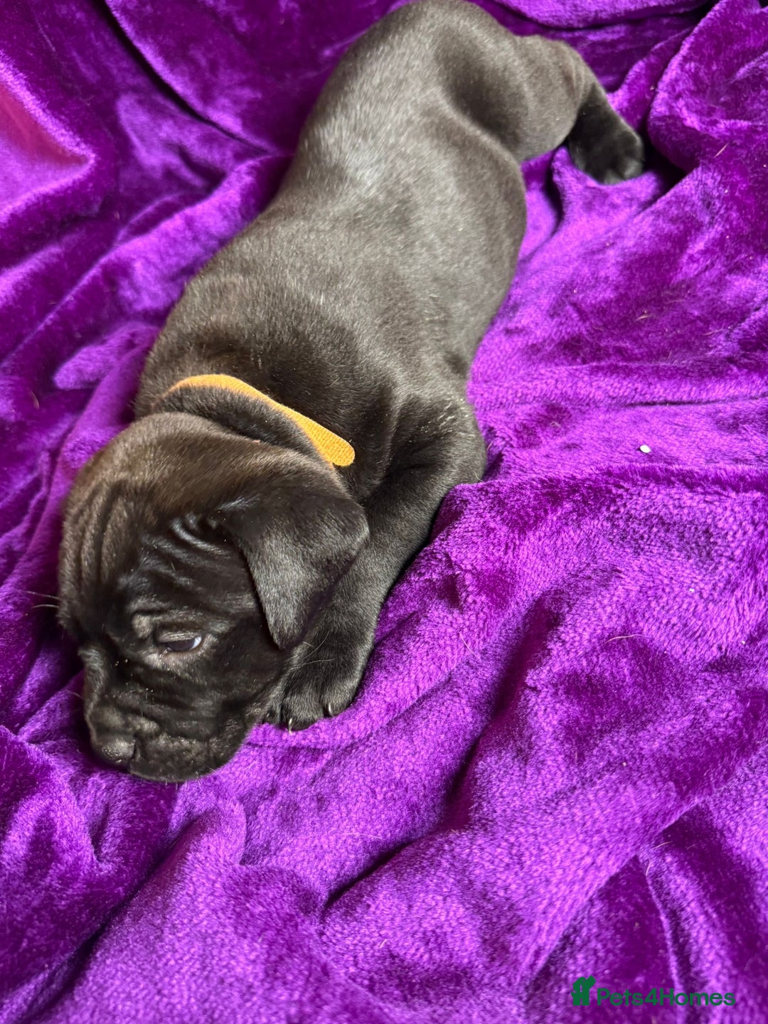 Mixed Breed dogs for sale: Cane Corso × Rottweiler/Bordeaux Puppies All Girls - Image 36