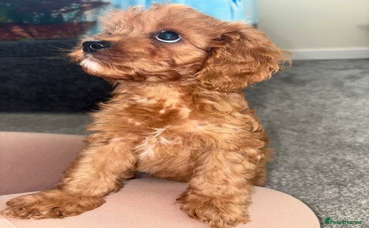 Cavapoo dogs in Dudley - Advert 4