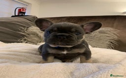 French Bulldog dogs for sale: Beautiful French Bulldogs  - Image 8