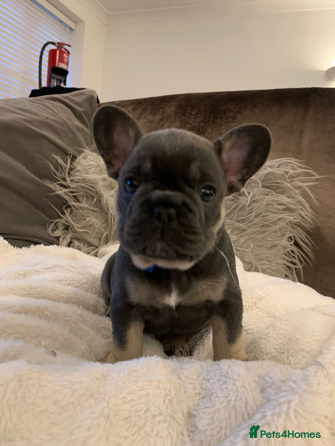 French Bulldog dogs for sale: Beautiful French Bulldogs  - Image 8
