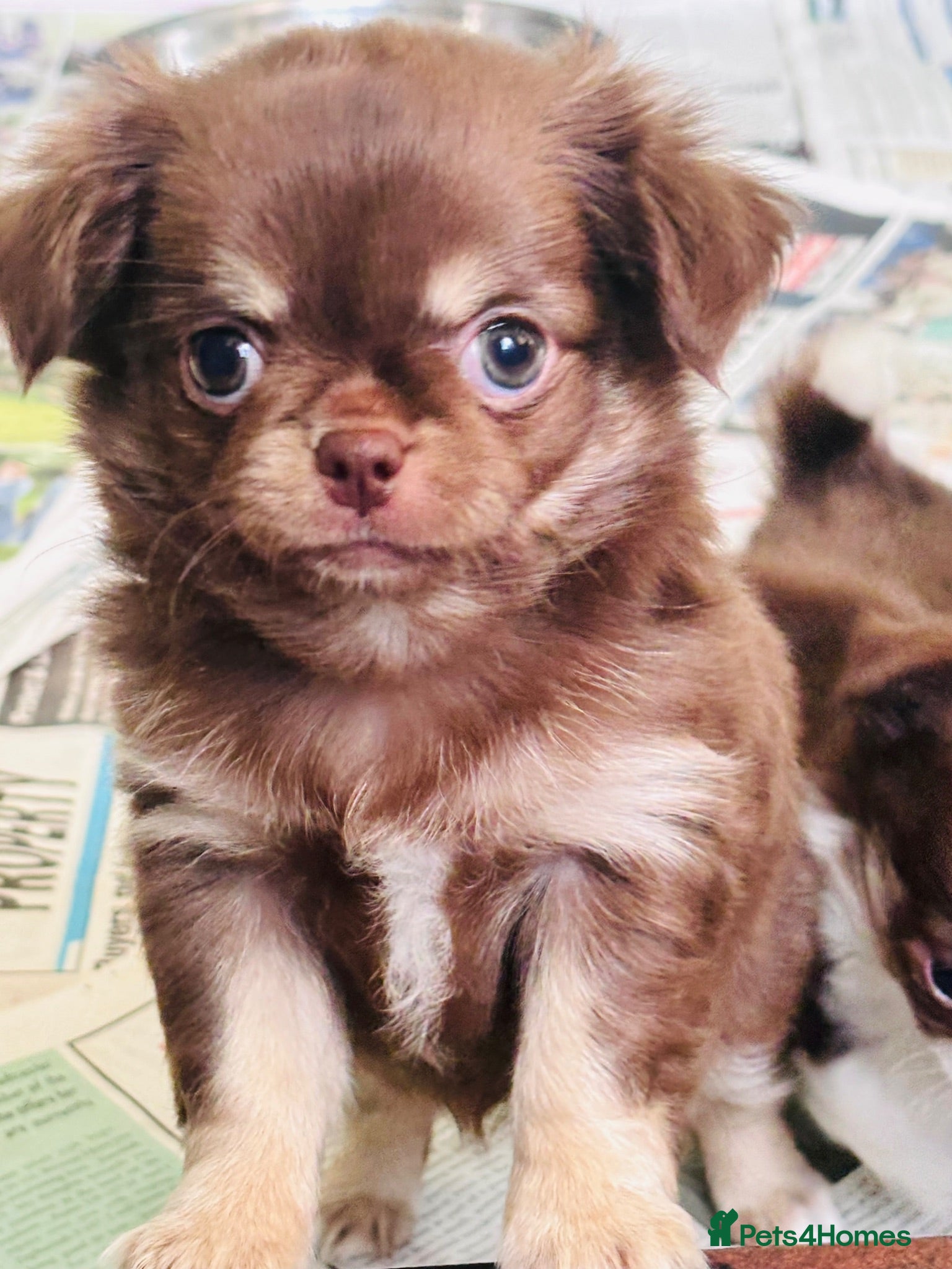 Chihuahua dogs Chihuahua puppies from health tested parents  - Advert 15