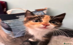 Maine Coon cats for sale: Maine coon x calico - Image 2