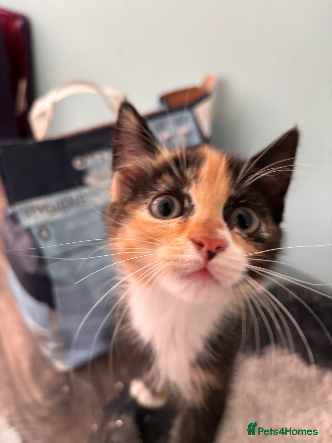 Maine Coon cats for sale: Maine coon x calico - Image 2