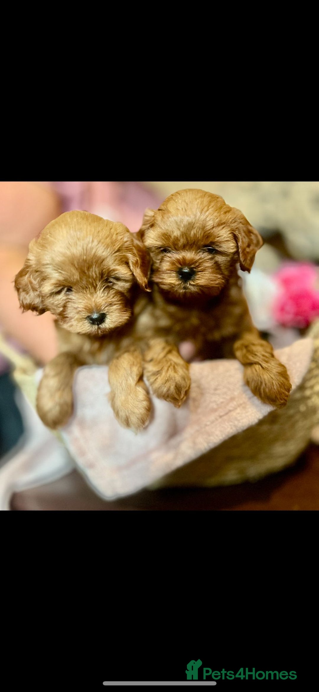 Shihpoo dogs for sale: 💙💗💗 stunning  F1 shihpoo puppies 🔥  - Image 5