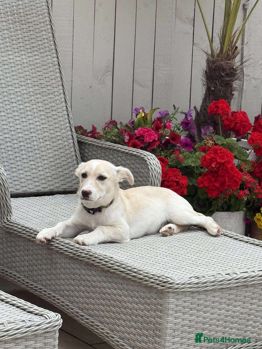 Mixed Breed dogs for adoption: Meet Snoopy – A Gentle Soul in Need of Time &Love - Image 9